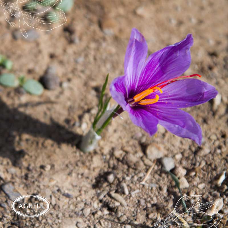 کاهش 50 درصدی تولید زعفران خراسان رضوی1402- گل زعفران در زمین خاکی