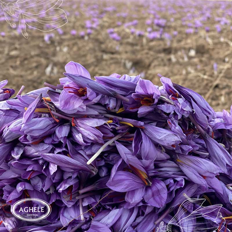 زعفران ایرانی- گل های زعفران روی هم ریخته شده