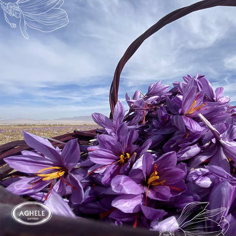 صادرات زعفران به ارزش یک میلیارد دلار- گل زعفران به رنگ بنفش در سبد