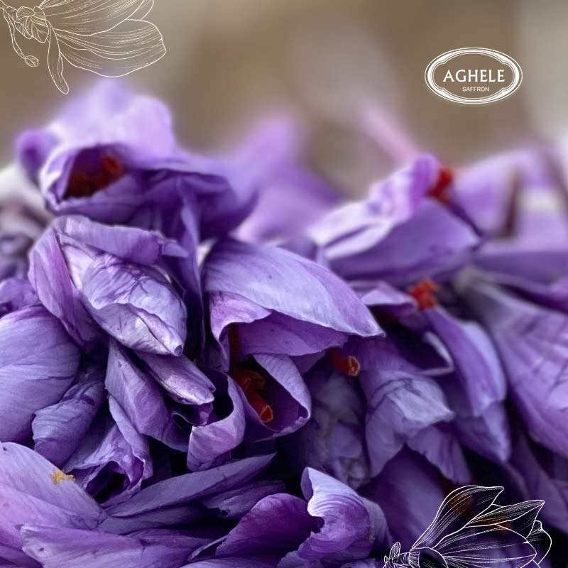 گلبرگ زعفران-گلبرگ های زعفران از نزدیک