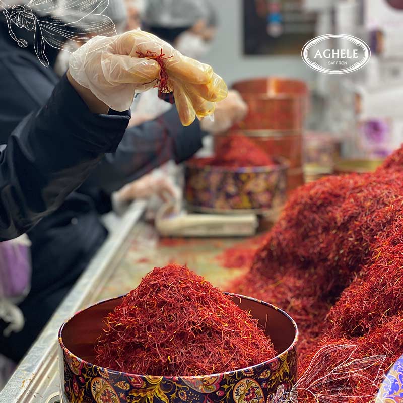 صادرات زعفران به افغانستان- خانومی با دستکش درحال برداشتن کلاله های زعفران