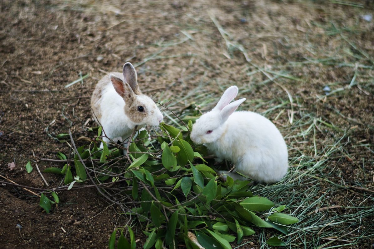 خرگوش از آفت های زعفران. دوخرگوش سفید در زمین