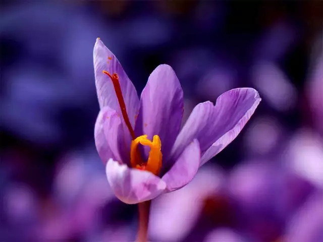 گل زعفران با وضوح بالا