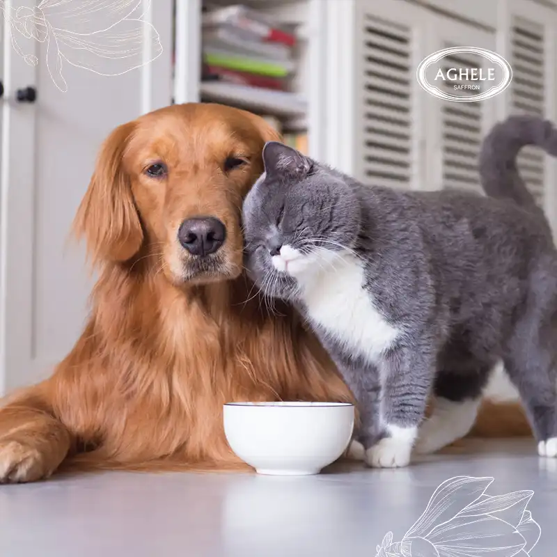 زعفران برای حیوانات. عکس یک سگ قهوه ای که یک گربه خاکستری کنار او است