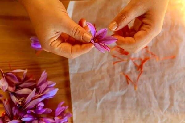 آموزش خشک کردن گلبرگ زعفران
